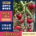 【小番茄种子】粉玲珑粉嘟嘟圣女果种子高产樱桃小番茄种子