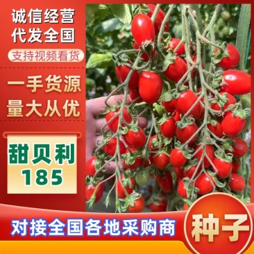 甜贝利185小番茄种子爆甜多汁千禧果贝贝番茄种