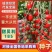 甜贝利185小番茄种子爆甜多汁千禧果贝贝番茄种