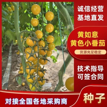 小黄番茄种子山东寿光种子厂家直发迷恋圣女果千禧种子