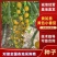 小黄番茄种子山东寿光种子厂家直发迷恋圣女果千禧种子
