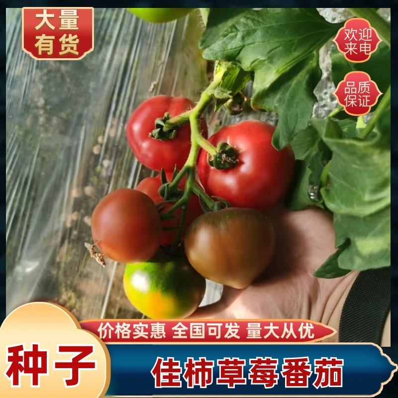 佳柿一号二号草莓番茄种子草莓柿子浓绿肩草莓西红柿种子