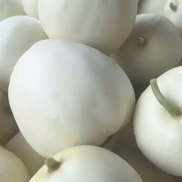 河南鄢陵甜瓜头茬大量上市现货，需要批发档口老板对接电联