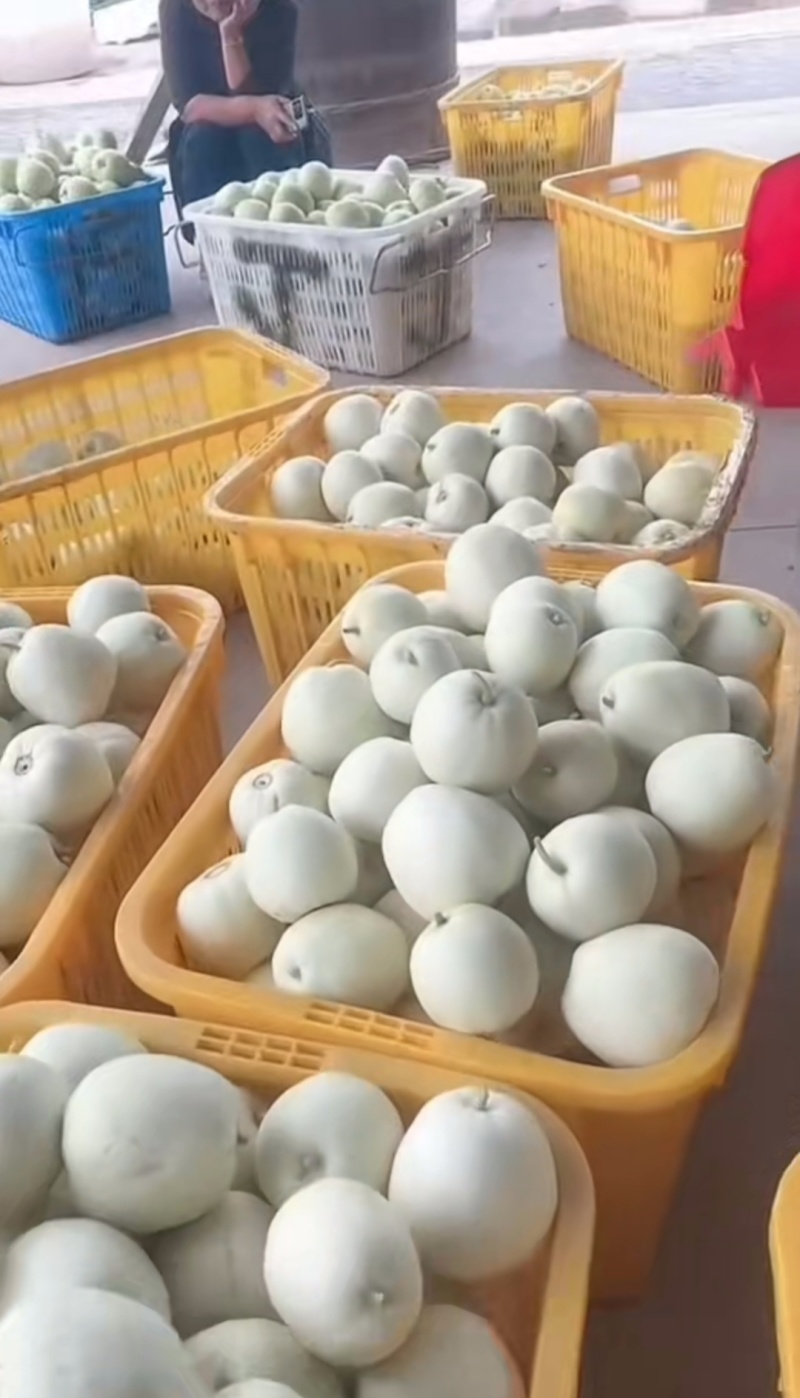 河南鄢陵甜瓜头茬大量上市现货，需要批发档口老板对接电联