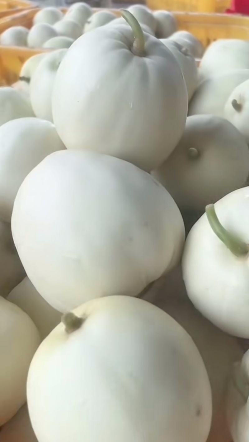 河南鄢陵甜瓜头茬大量上市现货，需要批发档口老板对接电联