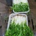 云南白香芹