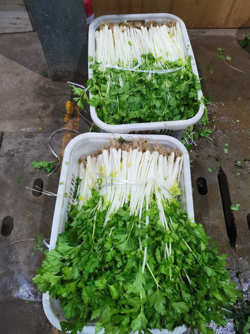 云南白香芹