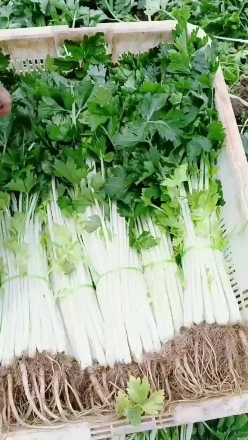 云南白香芹