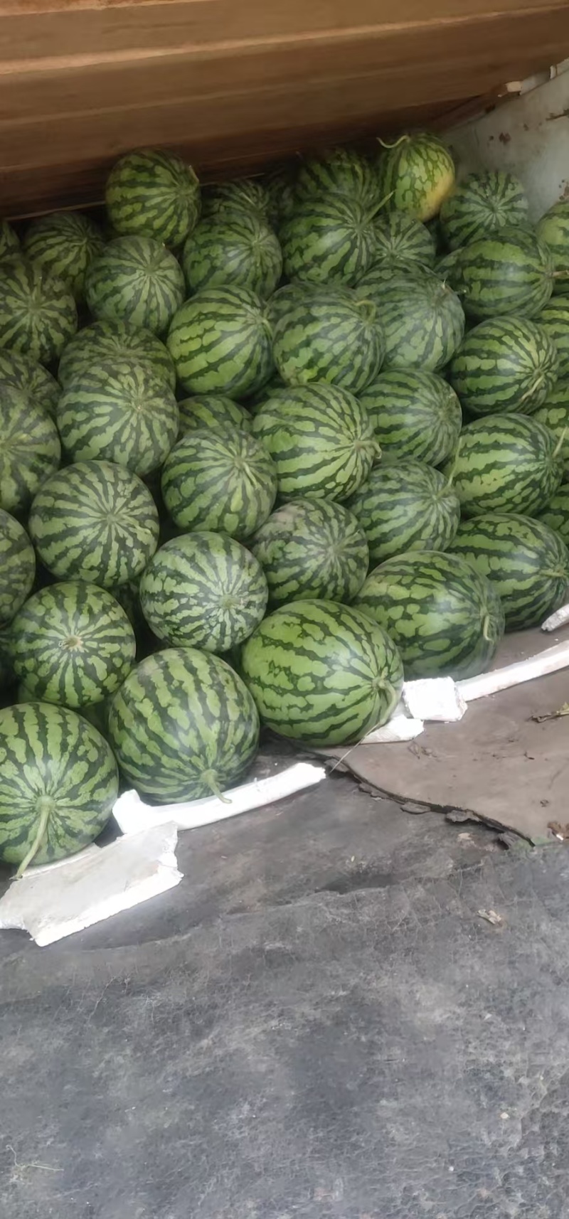 【推荐】河南美都西瓜/大量供应/视频看货/欢迎咨询