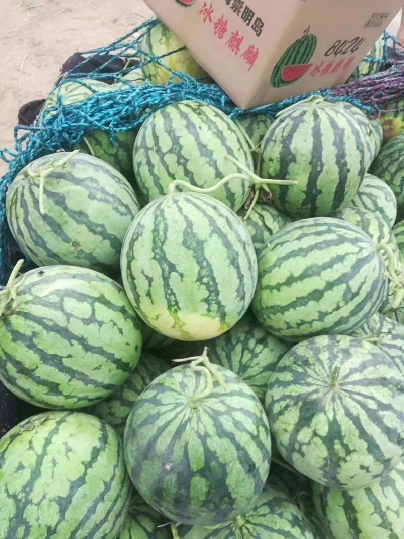 【推荐】河南美都西瓜/大量供应/视频看货/欢迎咨询