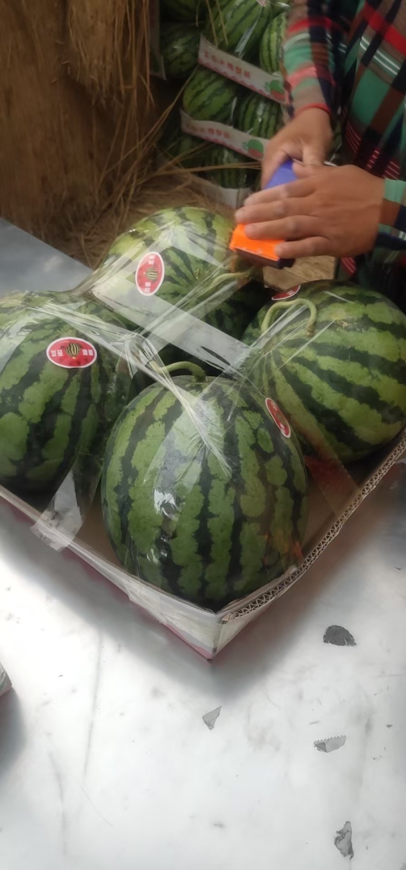 【推荐】河南美都西瓜/大量供应/视频看货/欢迎咨询