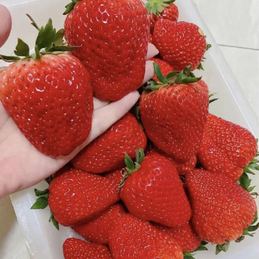 宁玉草莓