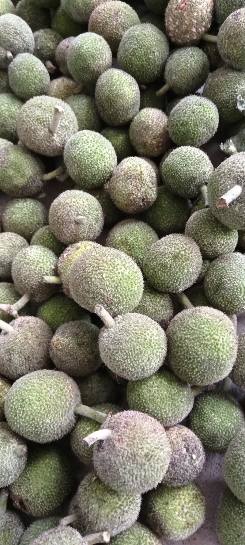 构树果，新采，预售