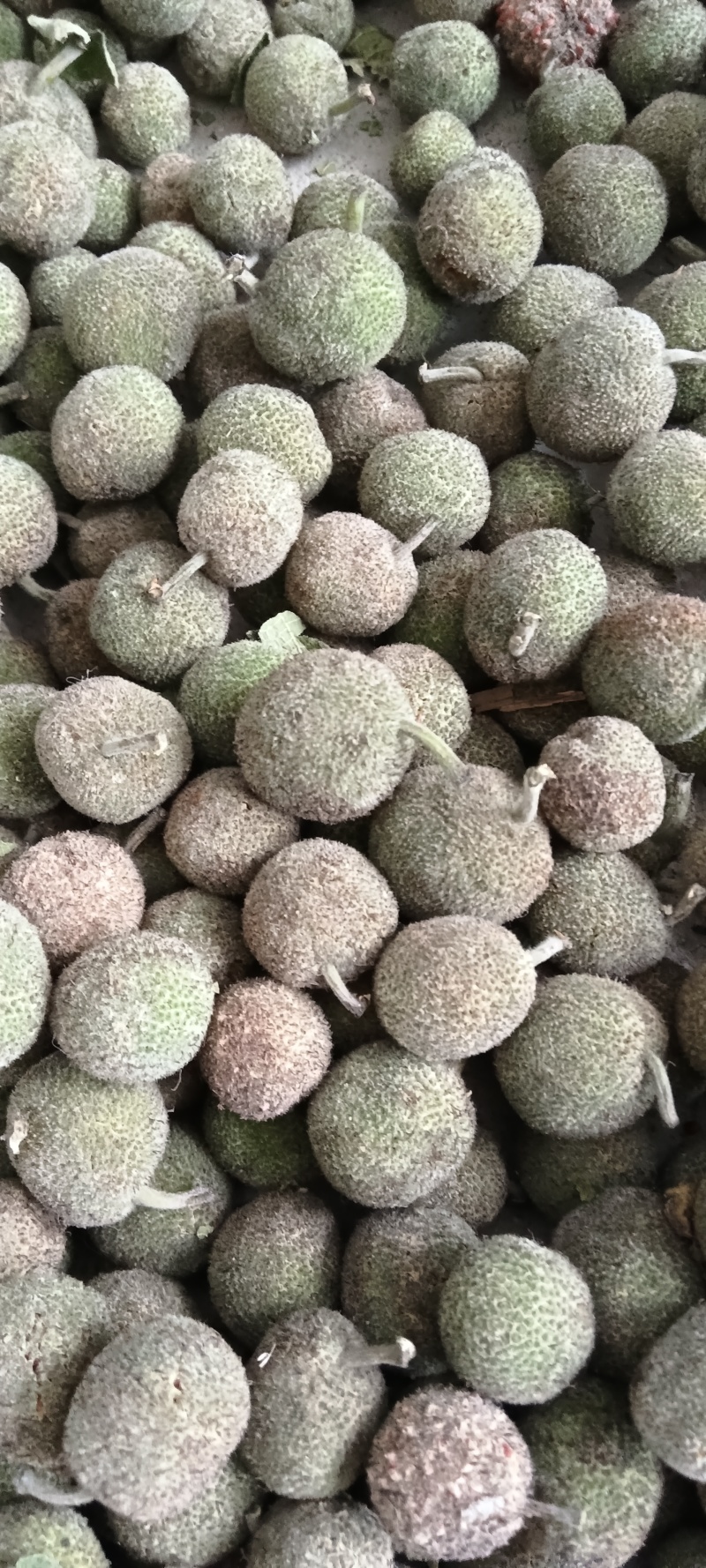 构树果，新采，预售