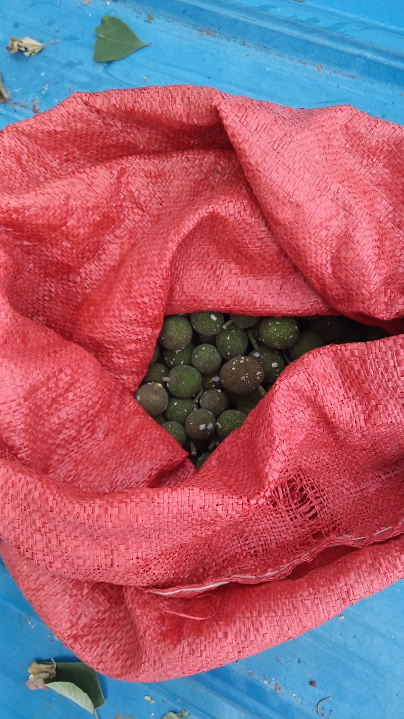 构树果，新采，预售