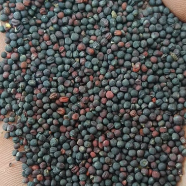 【实力】云南油菜籽/菜籽/出油率高品质好对接商超欢迎