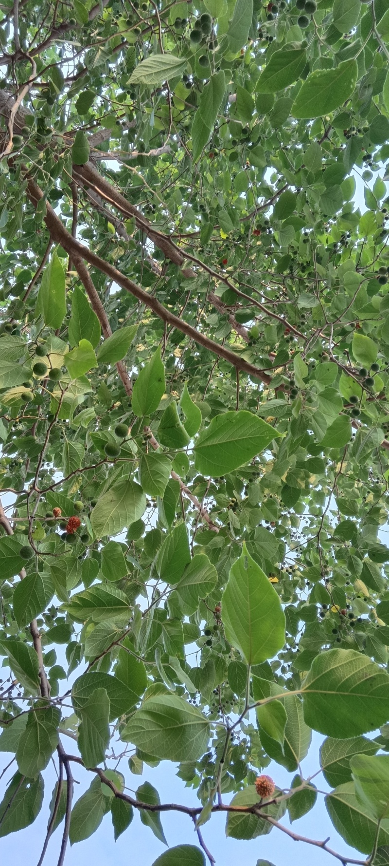 构树果，新采，预售
