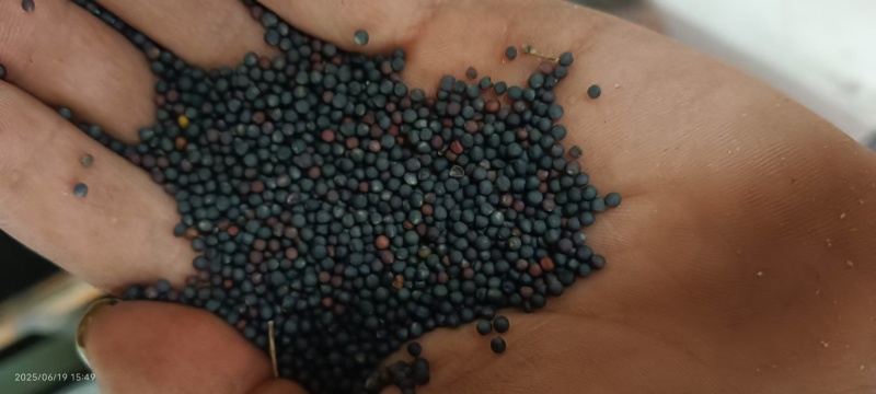 【实力】云南油菜籽/菜籽/出油率高品质好对接商超欢迎