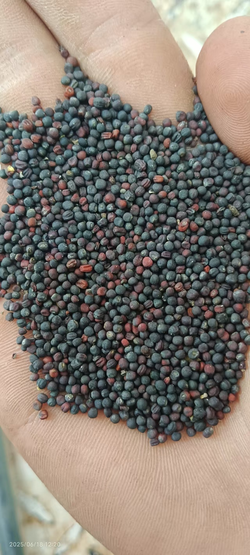 【实力】云南油菜籽/菜籽/出油率高品质好对接商超欢迎