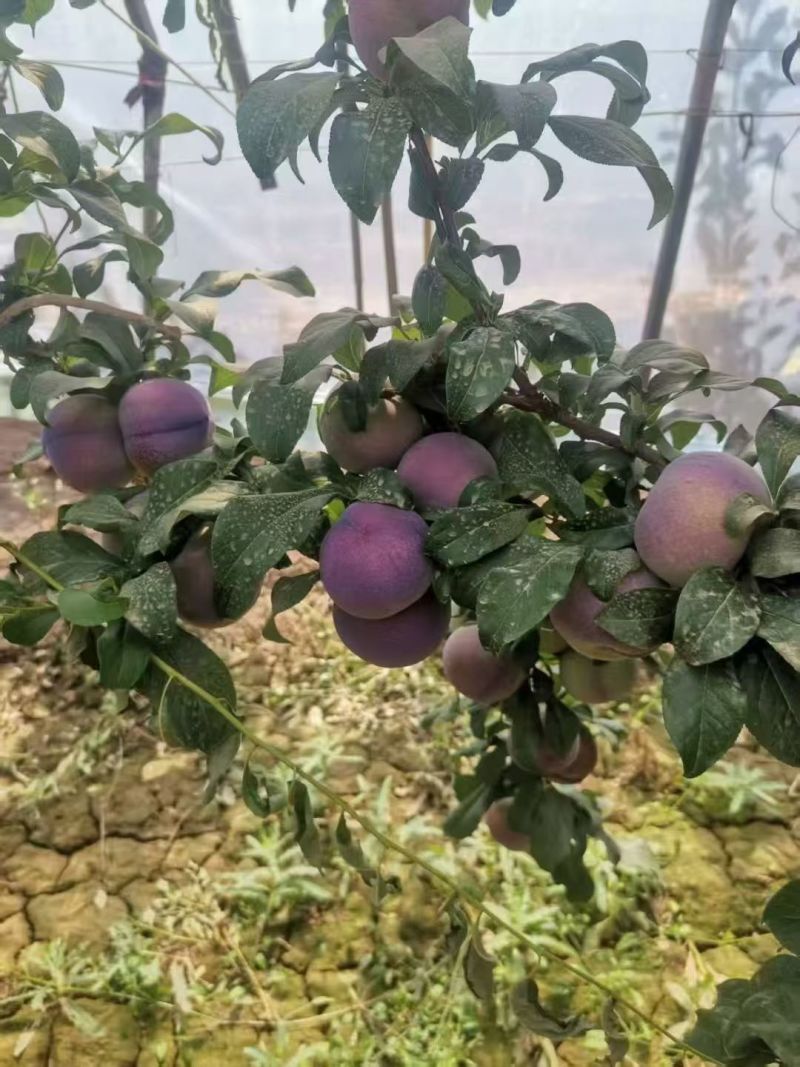 黑总统李子，大量有货，产地一手货源量大优惠