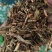 零陵香中药材灵香草批发零售量大优惠