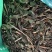 零陵香中药材灵香草批发零售量大优惠