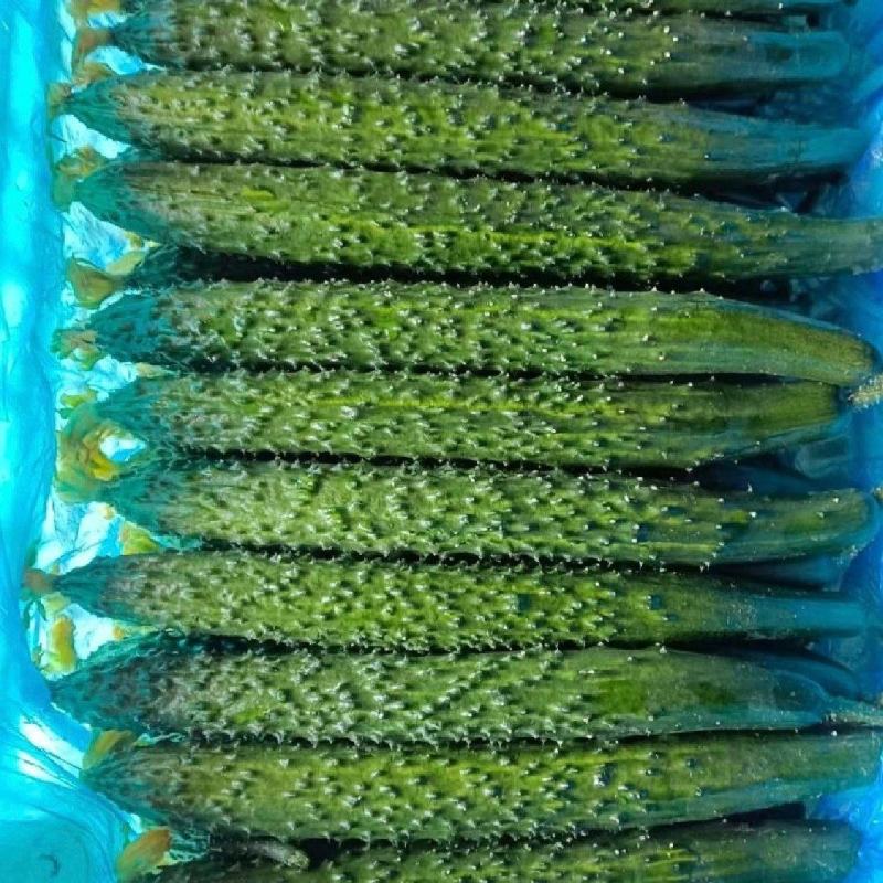 精品刺黄瓜