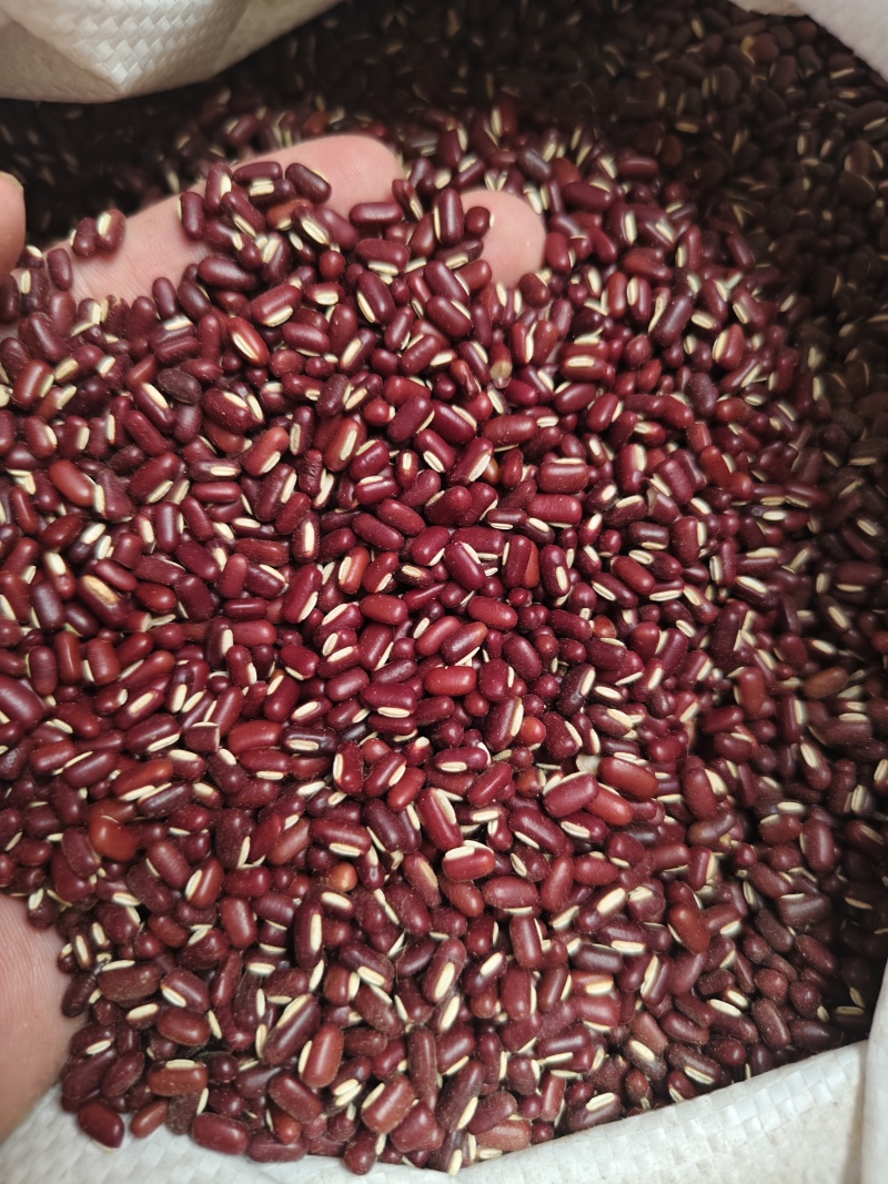 赤小豆中药材赤小豆批发零售量大优惠
