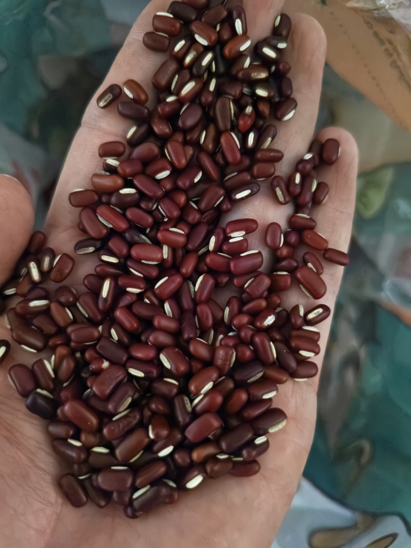 赤小豆中药材赤小豆批发零售量大优惠