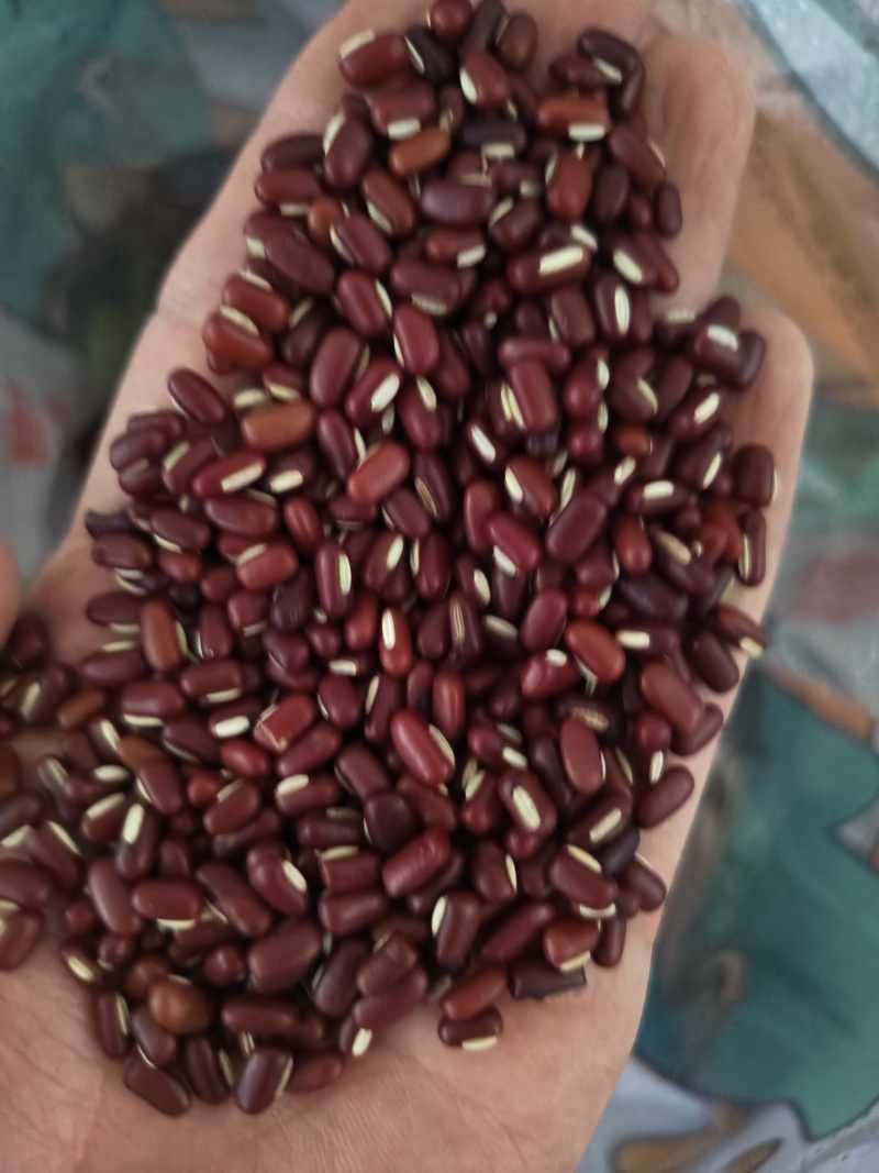 赤小豆中药材赤小豆批发零售量大优惠