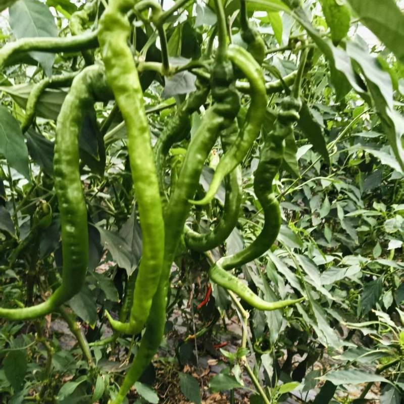 螺丝椒线椒江西产区直发保质保量供货价钱实惠