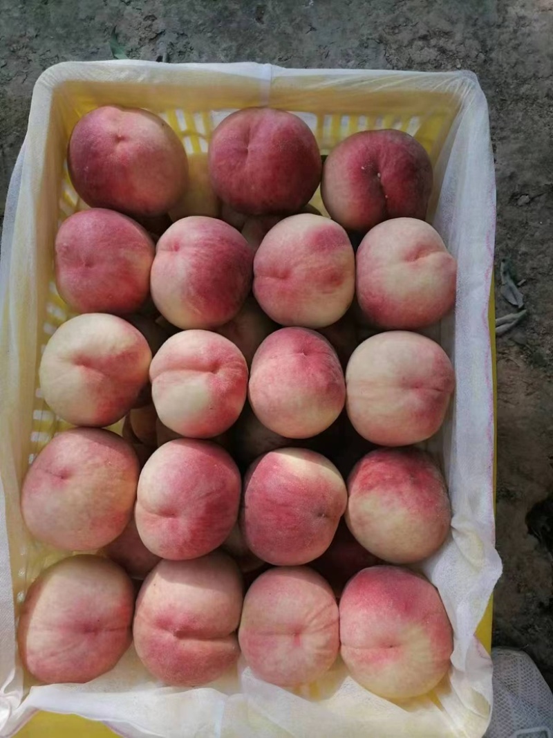 桃子，陕西毛桃大量供应货源充足，香甜可口量大