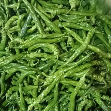 精品甘肃笼椒鲜辣椒产地直发一手货源代发全国