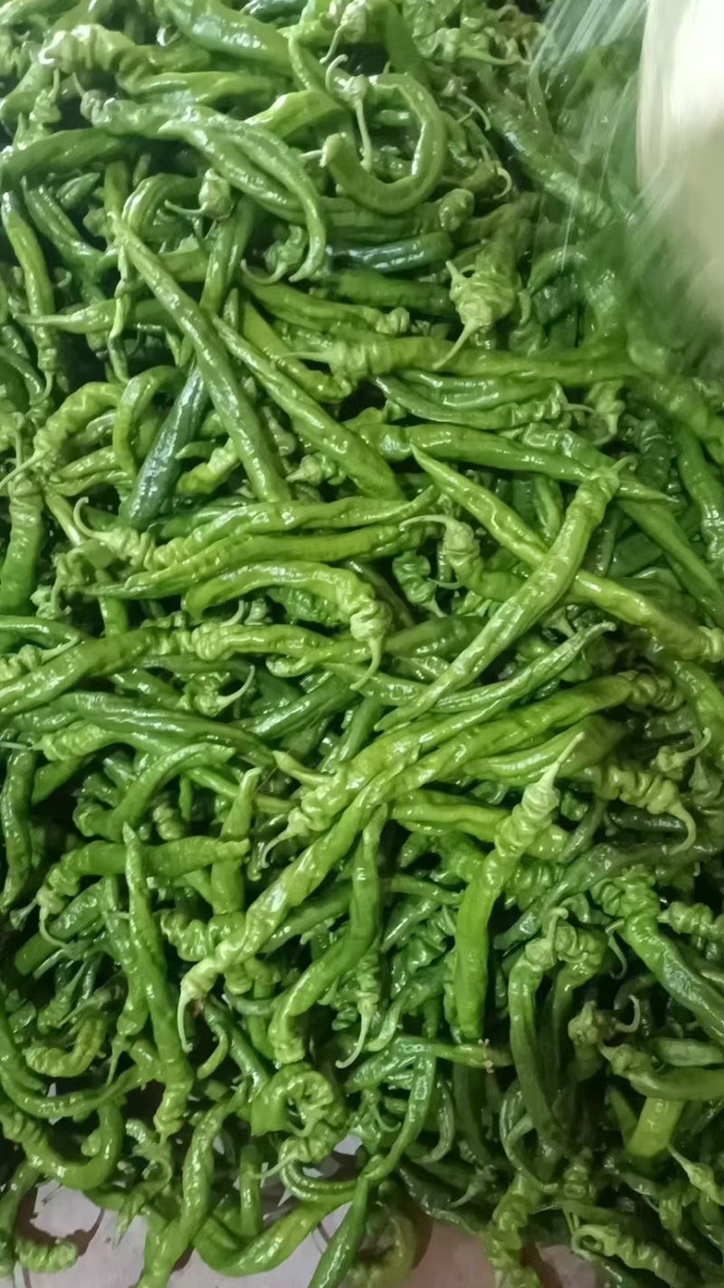 精品甘肃笼椒鲜辣椒产地直发一手货源代发全国