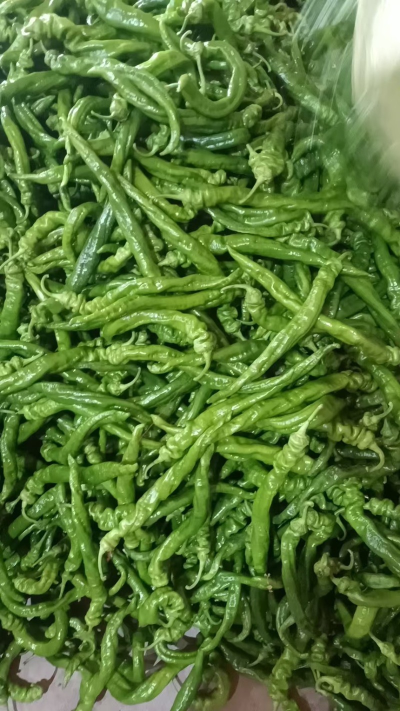 精品甘肃笼椒鲜辣椒产地直发一手货源代发全国