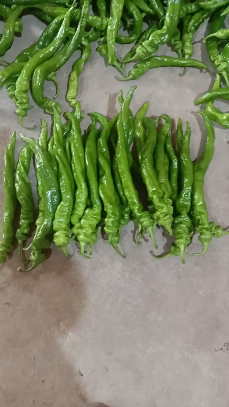 精品甘肃笼椒鲜辣椒产地直发一手货源代发全国