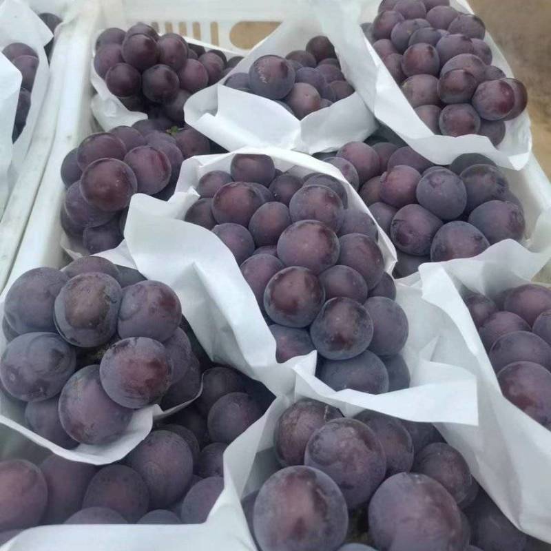 精品乒乓球葡萄，滕稔葡萄大量供应/品质，服务保证期待合作