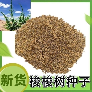 梭梭树种子林灌木籽肉苁蓉寄生树种防沙固沙专用绿化森林抗旱