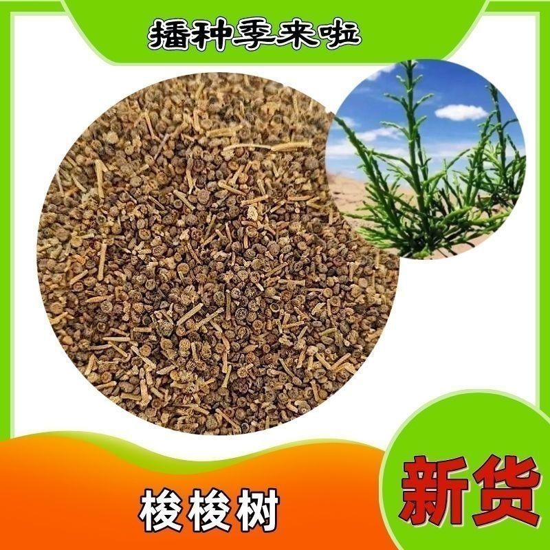 梭梭树种子林灌木籽肉苁蓉寄生树种防沙固沙专用绿化森林抗旱