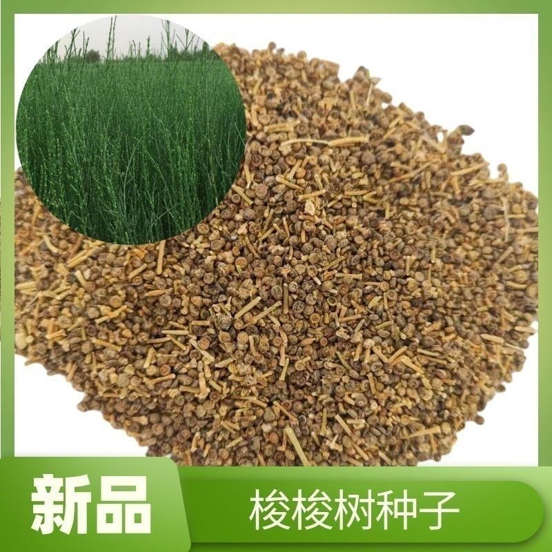 梭梭树种子林灌木籽肉苁蓉寄生树种防沙固沙专用绿化森林抗旱