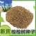 梭梭树种子林灌木籽肉苁蓉寄生树种防沙固沙专用绿化森林抗旱