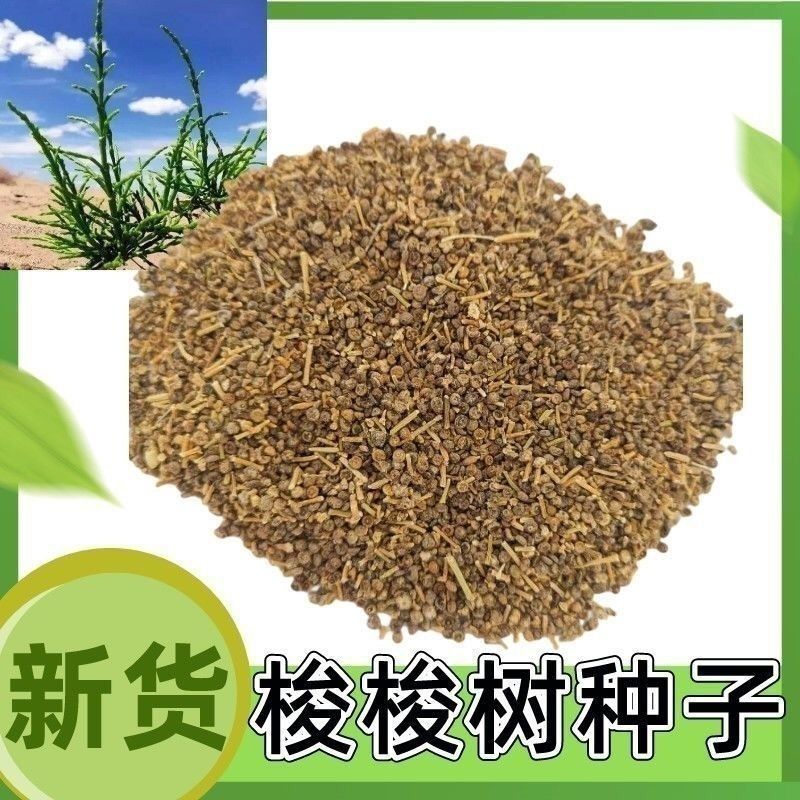 梭梭树种子林灌木籽肉苁蓉寄生树种防沙固沙专用绿化森林抗旱
