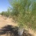 梭梭树种子林灌木籽肉苁蓉寄生树种防沙固沙专用绿化森林抗旱