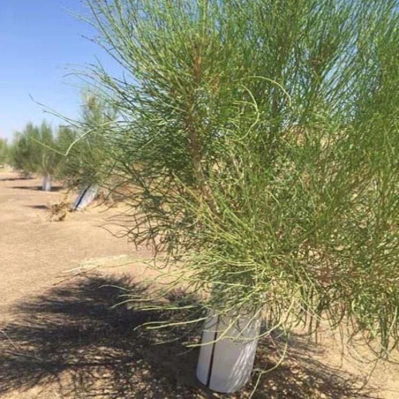 梭梭树种子林灌木籽肉苁蓉寄生树种防沙固沙专用绿化森林抗旱
