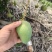 精选广西小台芒果小芒果广西芒果产地直发价格实惠欢迎联系
