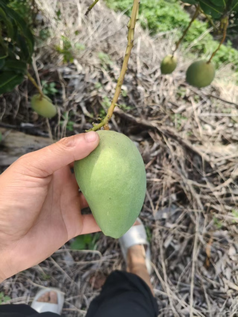 精选广西小台芒果小芒果广西芒果产地直发价格实惠欢迎联系