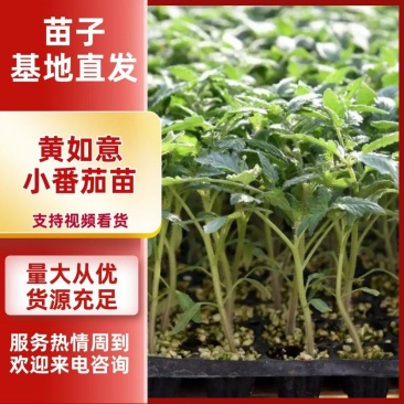 迷恋小番茄苗黄色小番茄苗子黄如意圣女果苗免费技术指导