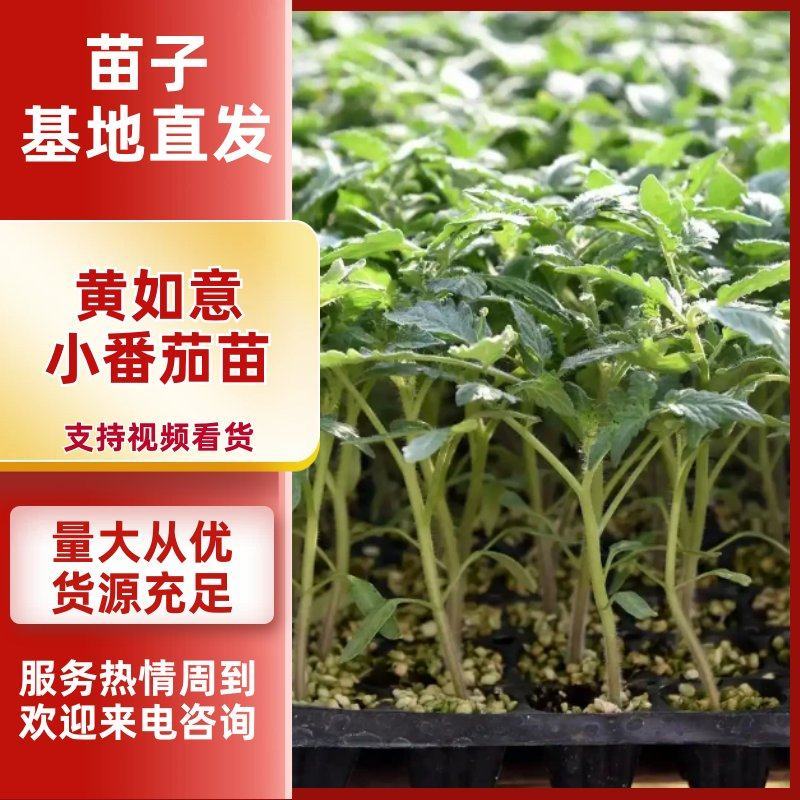 迷恋小番茄苗黄色小番茄苗子黄如意圣女果苗免费技术指导