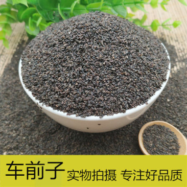 四川产区大量供应车前子量大从优，一手货源，欢迎咨询