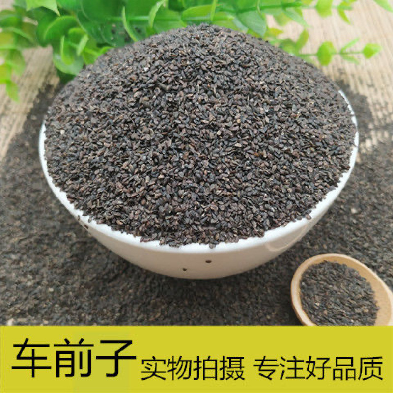四川产区大量供应车前子量大从优，一手货源，欢迎咨询
